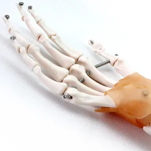 3D 모델 실물 크기의 손 기능성 인대 손 관절