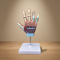 Modèle anatomique de main pour l'arthrite rhumatoïde et l'arthrose - Modèle articulaire scientifique médical avec squelette en PVC
