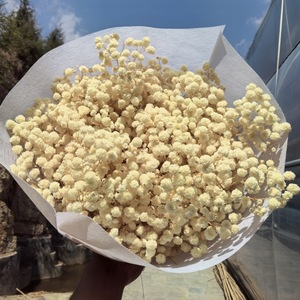 Flores Secas de Gypsophila Naturales Preservadas de Alta Calidad al por Mayor, 400 g, Regalo para el Día de San Valentín, Navidad, Decoración del Hogar - Product Image 2