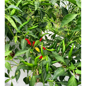 Chile fresco Precio razonable Verduras frescas Especias Productos de hierbas Embalaje personalizado Fabricante agrícola vietnamita - Product Image 1