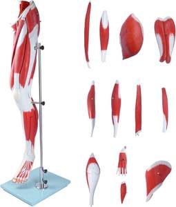 Model anatomi otot kaki Model kaki otot 3D Model otot kaki manusia yang dapat dilepas 13 bagian sistem navigasi otot - Product Image 2
