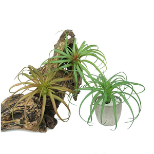 Pianta Artificiale Succulenta Decorativa, Ananas d'Aria in Miniatura, Decorazione da Giardino Ecologica, 20cm, Parete Verde con Succulente Finte - Product Image 1