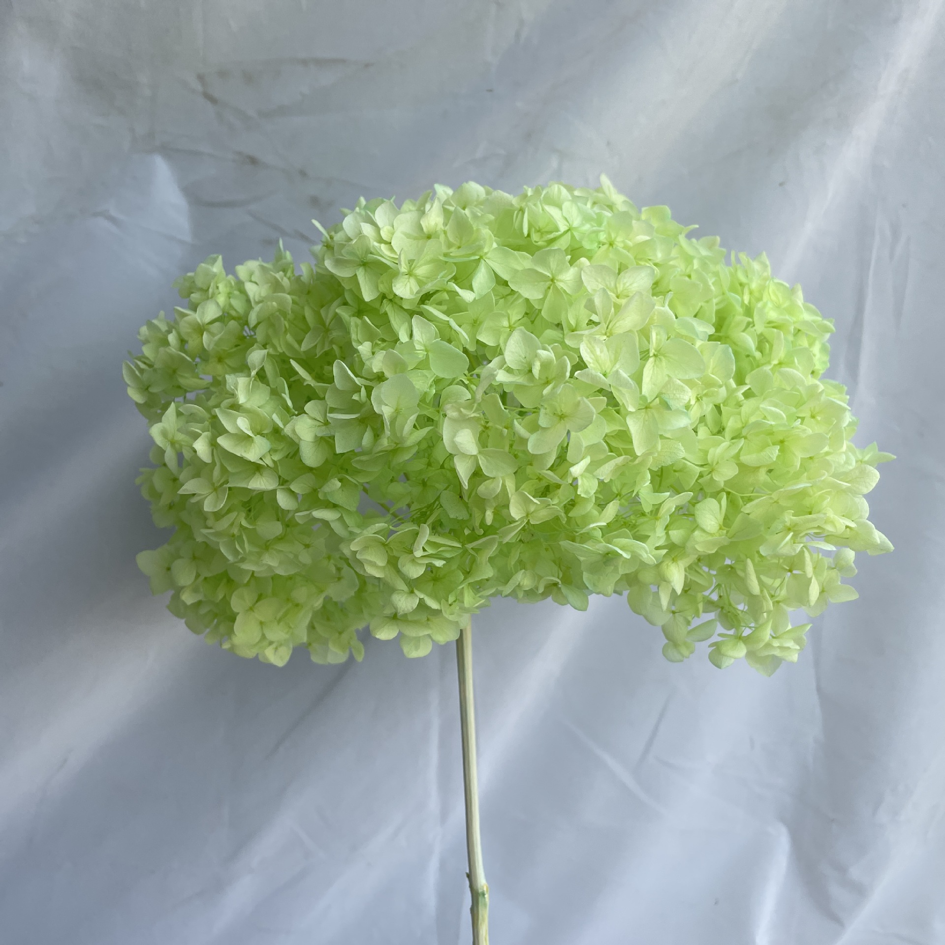 Vert
