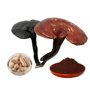 Wholesale Price Broken Spore Ganoderma Lucidum Powder Reishi Mushroom Extract