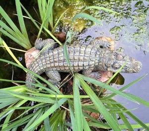 Escultura de cocodrilo de imitación antigua personalizada de alta calidad, decoración de jardín de bronce de aluminio hecha a mano, impresión troquelada - Product Image 2