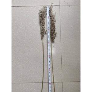 TD Pampas erba essiccata decorazioni floreali eleganti fiori secchi per la decorazione della casa