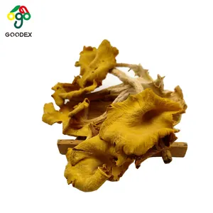 High Quality Dried Golden oyester Mushroom Drop Shipping