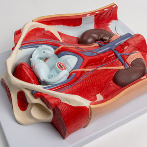 Modelo de Próstata Desmontable SCIEDU, Modelo Anatómico del Sistema Urogenital Humano, Modelo de Órgano Reproductor Masculino Desmontable 1:1 - Product Image 4