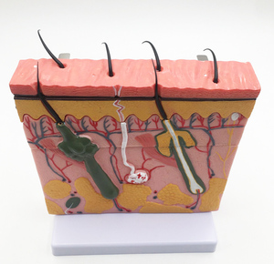 Gelsonlab HSBM-336 Allargata modello di struttura della <span class=keywords><strong>pelle</strong></span> <span class=keywords><strong>umana</strong></span> anatomico modello di <span class=keywords><strong>pelle</strong></span> - Product Image 3