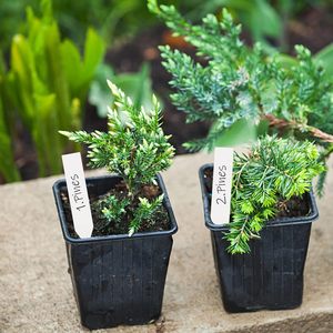 1000 étiquettes de <span class=keywords><strong>plantes</strong></span> en plastique de 4 pouces pour marquesurs de pots de pépinière et de jardin - Product Image 4