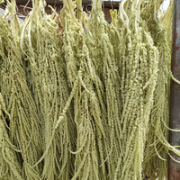 Glycerin-konservierte hängende Amaranthus-Blume – umweltfreundliche Trockenblumen, modisch für Valentinstag & Abschlussfeier