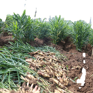 Produsen Memasok Jahe Segar Organik Jual Jahe Kualitas Baik Jahe Segar - Product Image 4