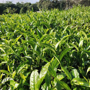 Bolsa de té triangular con sabor a <span class=keywords><strong>pomelo</strong></span> de China, flor de hoja de té suelta, <span class=keywords><strong>pomelo</strong></span>, té oolong de lichi - Product Image 4
