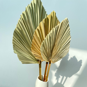 Feuilles de <span class=keywords><strong>palmier</strong></span> naturelles séchées pour décoration de mariage bohème, feuillage séché pour la maison et les événements - Product Image 6