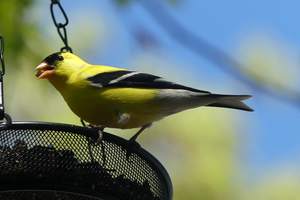 Подвесная кормушка для птиц, металлическая сетчатая кормушка для птиц, уличное садовое украшение для привлечения кормушки для птиц - Product Image 4
