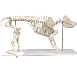 Modelo de <span class=keywords><strong>esqueleto</strong></span> de <span class=keywords><strong>cerdo</strong></span> Modelo anatómico animal Modelo de <span class=keywords><strong>esqueleto</strong></span> animal de tamaño natural - Product Image 3