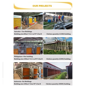 Kandang Ayam Modern Berbahan Baja Galvanis Otomatis Tipe Baterai untuk Ayam Petelur Industri - Product Image 6