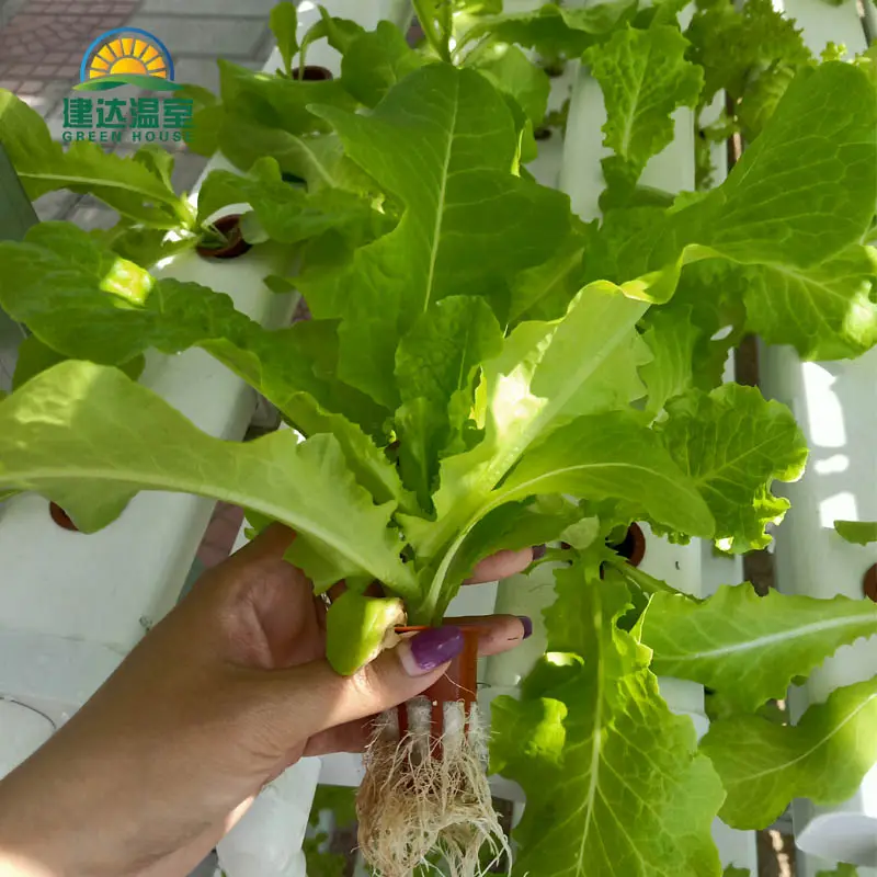 中国製の葉物野菜レタス用NFTハウス植栽操作が簡単