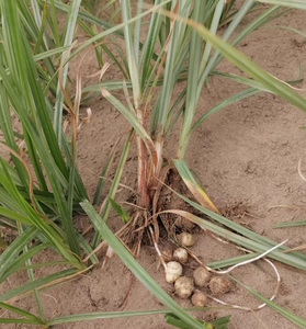 Yüksek kaliteli kurutulmuş Cyperus Esculentus Var. Sativus Boeckeler ampuller sarı Nutsedge kökleri satılık - Product Image 5