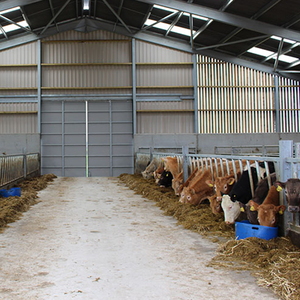 Nave Prefabricada para Aves de Corral de Bajo Costo, Estructura de Acero Prefabricada, Establos para Ganado, Diseño de Edificios Agrícolas - Product Image 3