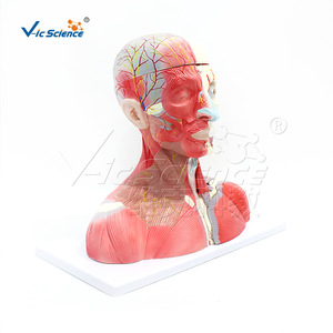 VIC159 Modèle des muscles, des vaisseaux sanguins, des nerfs et du cerveau de la tête et du cou : Structure des organes humains - Product Image 5
