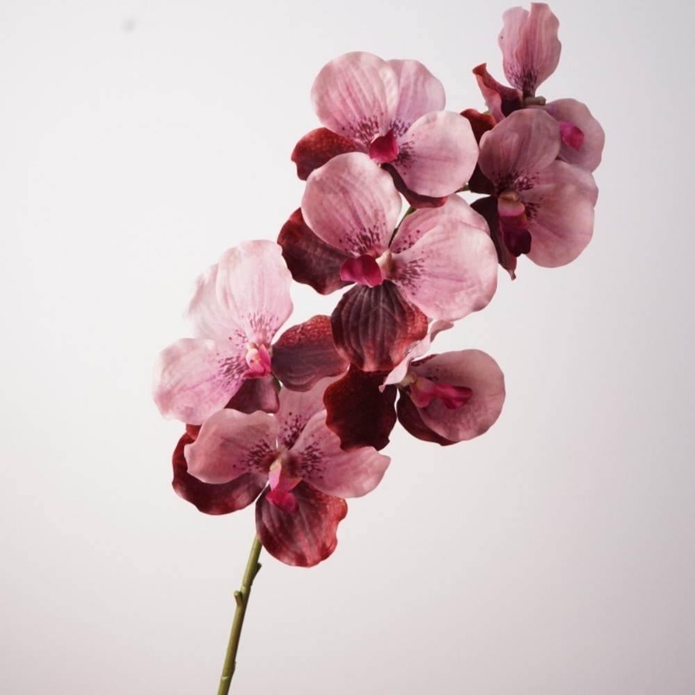 Rose violet
