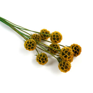 Naturale conservato Scabiosa Mulino a vento di frutta bella naturale Starflower essiccata per la festa di casa - Product Image 4