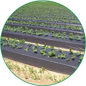 <span class=keywords><strong>Film</strong></span> Plastico Agricolo per Pacciamatura 25 Micron con Fori per Cipolle e Aglio, Colore Argento Nero, 4 Piedi x 400 Metri - Product Image 3