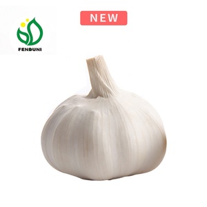 China ajo fresco cita para <span class=keywords><strong>macedonia</strong></span> - Product Image 1