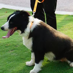 Correa reflectante para perros grandes, medianos y pequeños, correas de nailon fuertes y duraderas, correa de 6 pies resistente - Product Image 6