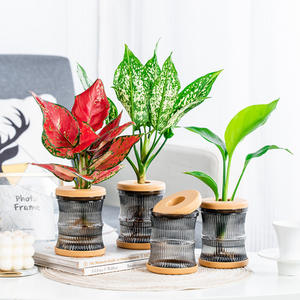 Botellas de plástico decorativas de rábano verde hidropónico de estilo nórdico, macetas y plantas transparentes para escritorios - Product Image 2