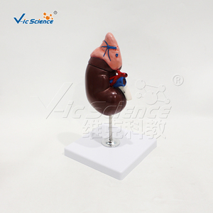 Mô hình giải phẫu cơ thể người mô hình y tế mô hình Giải Phẫu Học thận và tuyến thượng thận - Product Image 5