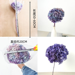 ดอกไฮเดรนเยียแอนนาเบลล์ไล่เฉดสีขาว ฟ้า ชมพู หลากสี ขายส่ง สำหรับตกแต่งงานแต่งงาน ตกแต่งบ้าน งานฝีมือ DIY - Product Image 2