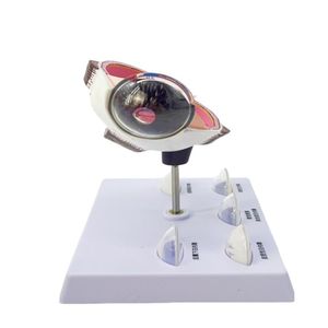 Fabricant ventes directes modèle d'oeil anatomique cataracte PVC matériel pour <span class=keywords><strong>ophtalmologie</strong></span> <span class=keywords><strong>collège</strong></span> médecin outils sciences médicales - Product Image 5