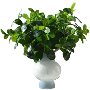 Hojas Artificiales <span class=keywords><strong>de</strong></span> Schefflera <span class=keywords><strong>de</strong></span> 7 Ramas, Flores <span class=keywords><strong>de</strong></span> Seda Decorativas, <span class=keywords><strong>Planta</strong></span> para Paisajismo, Vegetación Artificial para Uso en Interiores/Exteriores - Product Image 5