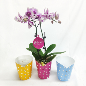 Couvercle de pot rond en plastique à pois avec bouton en métal pour orchidées Phalaenopsis - Product Image 1