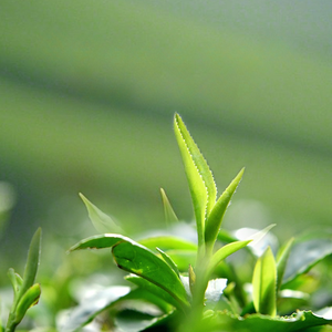 Labels privés Thé facile en tasse Thé vert au jasmin à double paroi 10 tasses/tube Thé de spécialité santé - Product Image 6