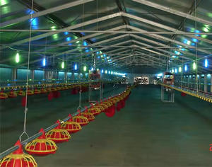 Đúc Sẵn Lắp Ráp Gia Cầm Gà Chăn Nuôi Nhà Gà Gia Cầm Trang Trại Nhà Thiết Kế Xây Dựng - Product Image 4