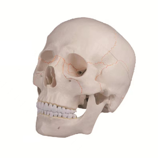 Life Size Human Skull Anatomical Model with Painted Bone Sutures, Detachable Mandible PVC Adult Skull Model