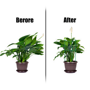 <span class=keywords><strong>Plante</strong></span> en pot Cage Rack Support Cadre Enduit De Plastique Fleur <span class=keywords><strong>Grimpante</strong></span> <span class=keywords><strong>Plante</strong></span> Stand Support Anneau <span class=keywords><strong>Plante</strong></span> Treillis - Product Image 5