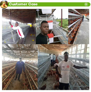 Jaula <span class=keywords><strong>de</strong></span> gallinas ponedoras <span class=keywords><strong>de</strong></span> 4 niveles tipo A para 168 gallinas, para granja avícola - Product Image 3