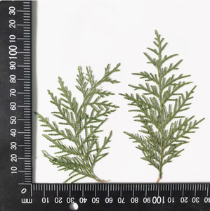 <span class=keywords><strong>Cupressus</strong></span> con rami fai da te artigianato artistico che fa piante naturali vero fiore pressato per resina - Product Image 5