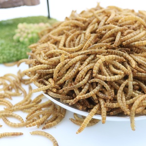 Bioforte OEM Gusanos de harina amarillos orgánicos secos, altos en proteínas, sin olor, esterilizados por microondas, sin cereales, alimento para pollos, patos, aves y mascotas - Product Image 4