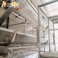 Équipement de cage à poulets automatisée pour ferme avicole de 30 000 poulets avec installation au Kenya