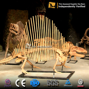 My Dino FDS007 Lebensgroßes Outdoor-Dinosaurier-Skelett von <span class=keywords><strong>Dimetrodon</strong></span> zum Verkauf - Product Image 6