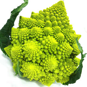 romanesco