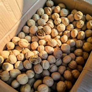 Chất lượng tốt nhất cao cấp toàn bộ quả óc chó 100% tự nhiên óc chó với vỏ ở mức giá tốt nhất chất dinh dưỡng phong phú tươi hữu cơ nguyên Hữu Cơ - Product Image 5