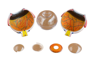 Enseignement des sciences médicales 6 fois élargi modèle d'anatomie de l'œil humain globe oculaire anatomique avec marque