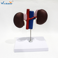 Modelo Anatómico de Riñón de Oveja para Enseñanza Veterinaria, Muestra la Estructura de la Corteza Renal, la Médula y la Pelvis Renal CE/ISO/ROHS/CNAS