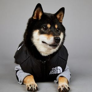 ZHONGYA Accesorios para Mascotas, Abrigo Impermeable Premium para Perro, Color Sólido, Diseño Deportivo Moderno, Ropa para Mascotas para Todas las Estaciones, Suministros para Perros - Product Image 2